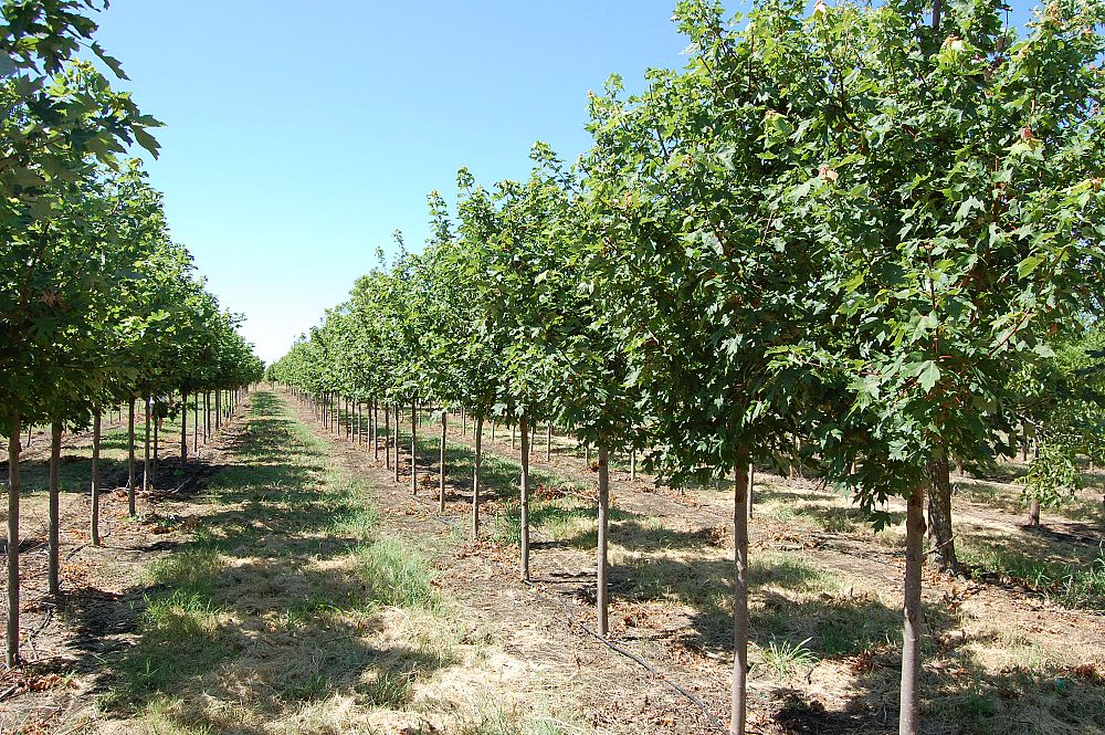 acer-x-freemanii-jeffersred-freeman-red-maple-autumn-blaze