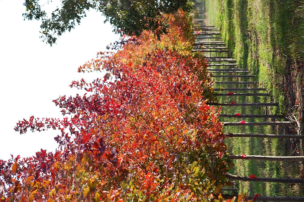 acer-x-freemanii-jeffersred-freeman-red-maple-autumn-blaze