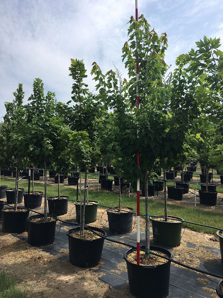 acer-x-freemanii-jeffersred-freeman-red-maple-autumn-blaze