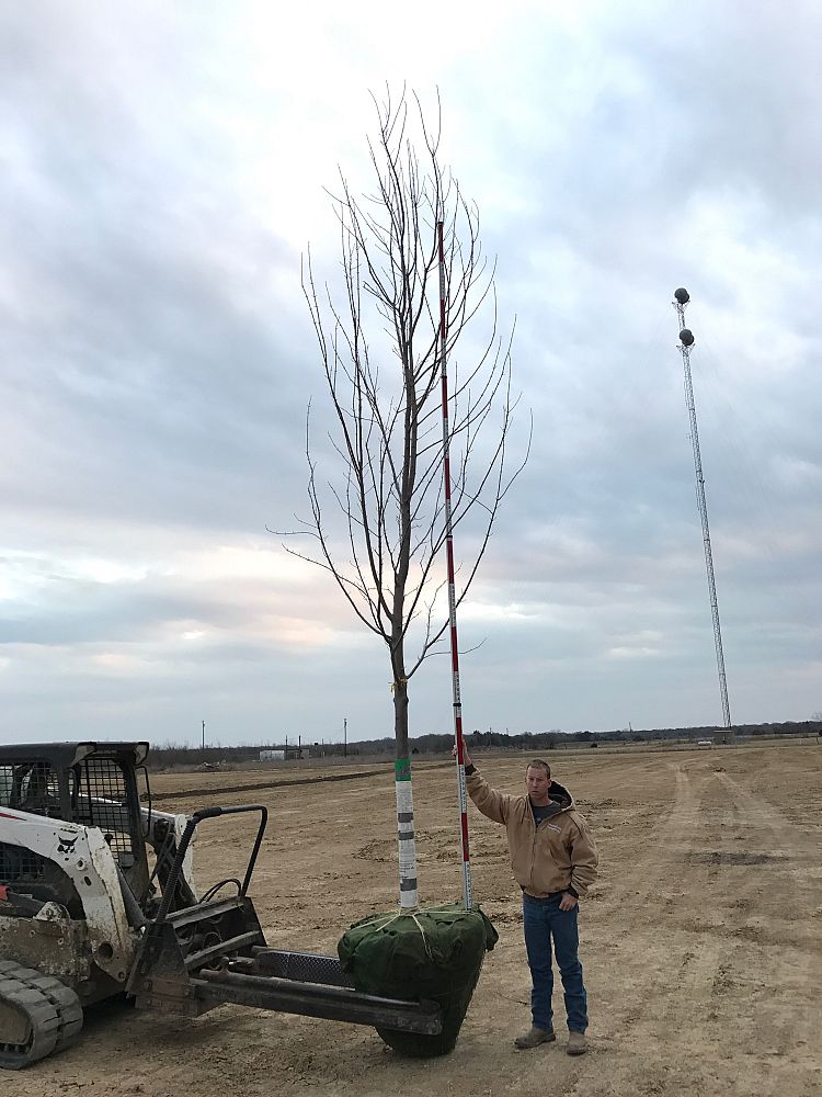 acer-x-freemanii-jeffersred-freeman-red-maple-autumn-blaze