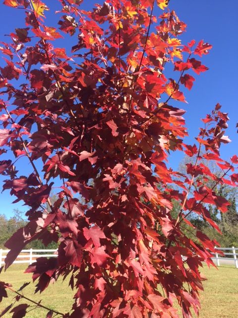 acer-x-freemanii-jeffersred-freeman-red-maple-autumn-blaze