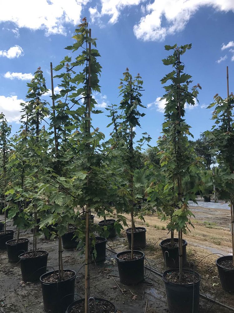 acer-x-freemanii-jeffersred-freeman-red-maple-autumn-blaze