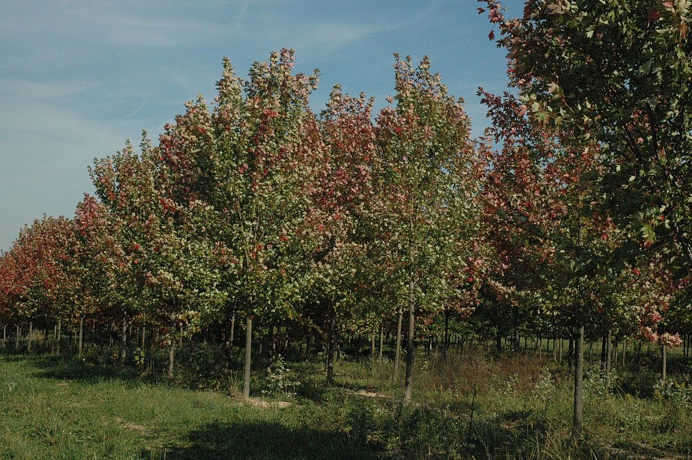acer-x-freemanii-jeffersred-freeman-red-maple-autumn-blaze