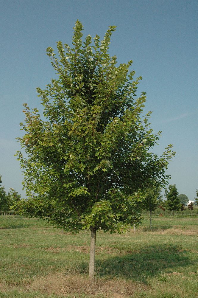 acer-x-freemanii-jeffersred-freeman-red-maple-autumn-blaze