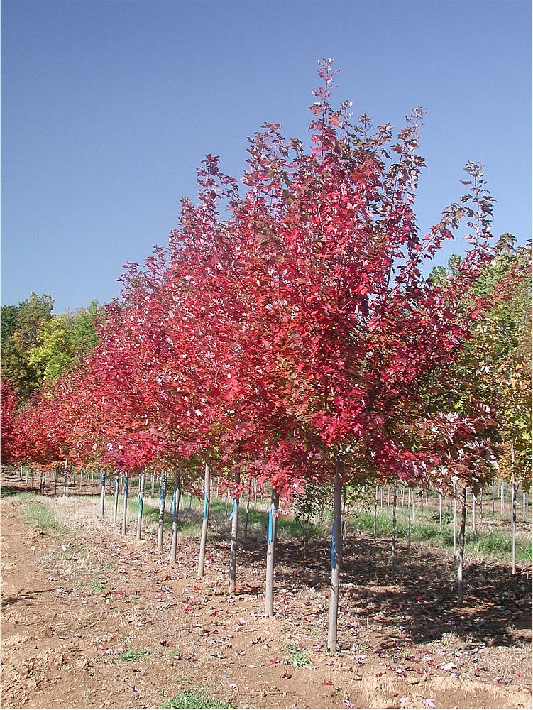 acer-x-freemanii-jeffersred-freeman-red-maple-autumn-blaze