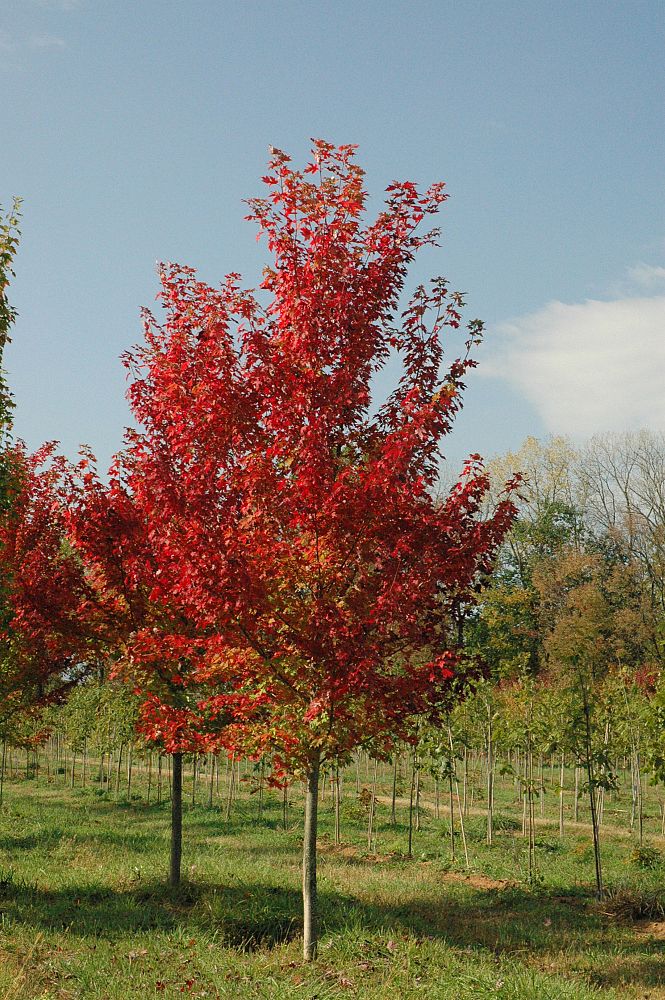 acer-x-freemanii-jeffersred-freeman-red-maple-autumn-blaze