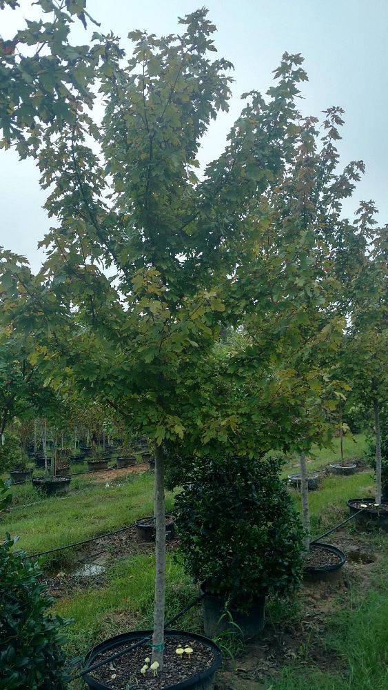 acer-x-freemanii-jeffersred-freeman-red-maple-autumn-blaze