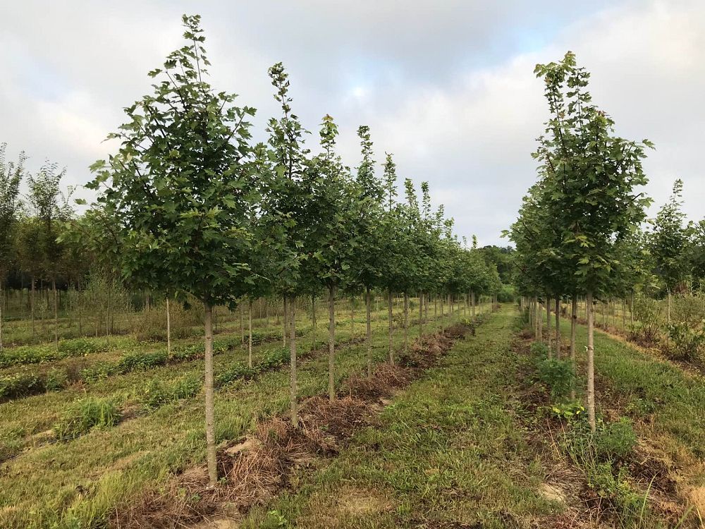 acer-x-freemanii-jeffersred-freeman-red-maple-autumn-blaze