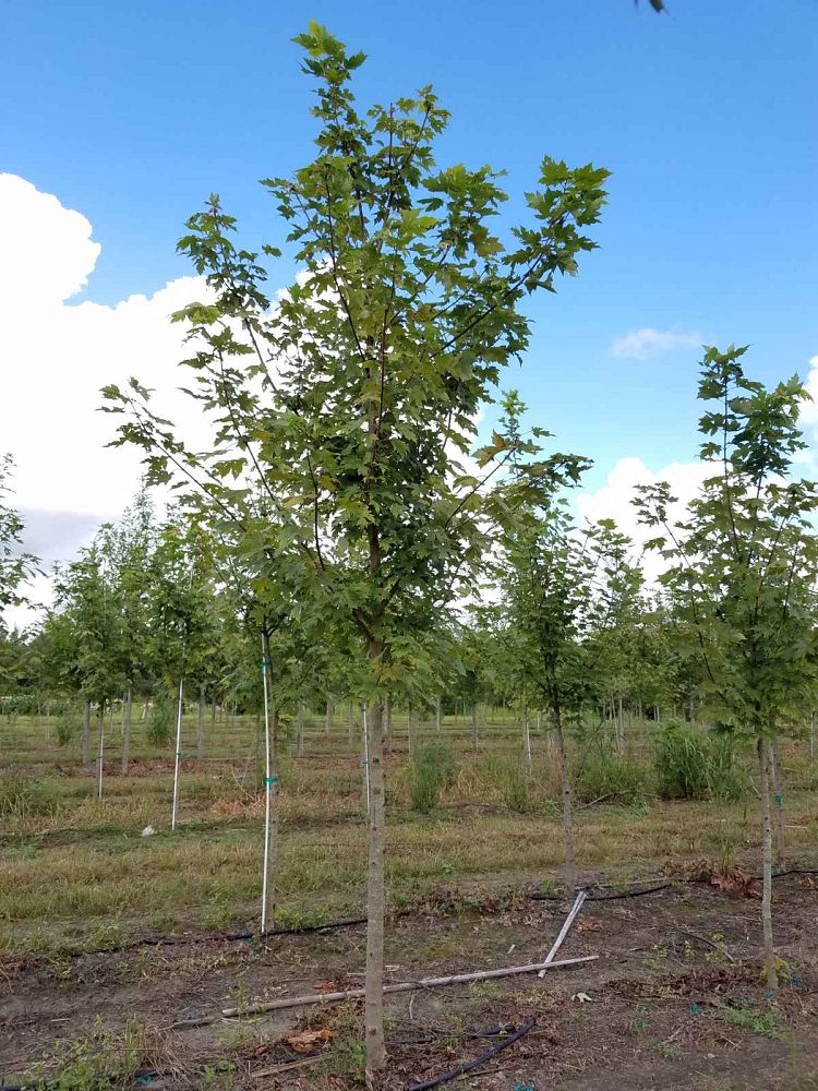 acer-x-freemanii-jeffersred-freeman-red-maple-autumn-blaze