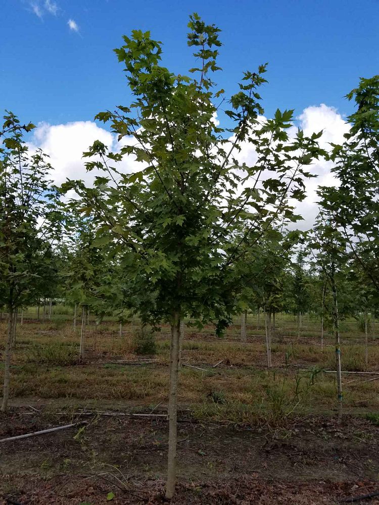 acer-x-freemanii-jeffersred-freeman-red-maple-autumn-blaze