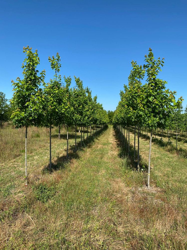acer-x-freemanii-jeffersred-freeman-red-maple-autumn-blaze