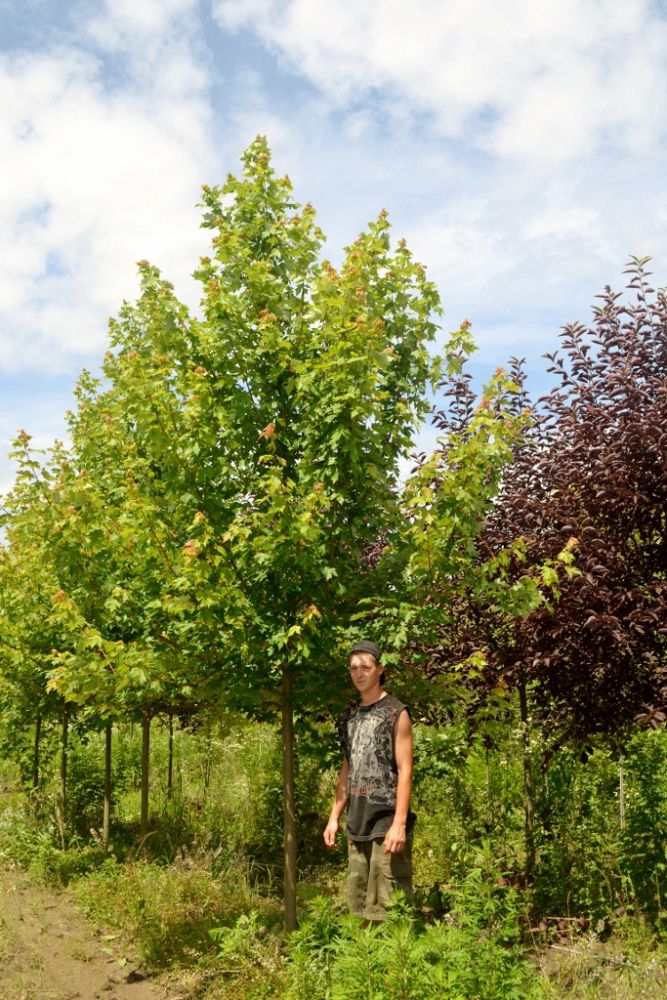 acer-x-freemanii-jeffersred-freeman-red-maple-autumn-blaze