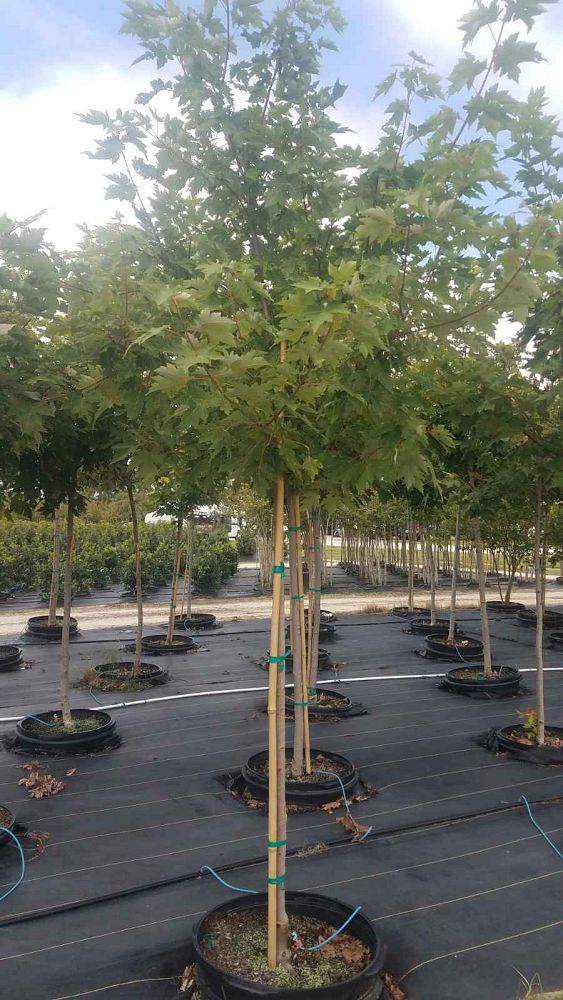 acer-x-freemanii-jeffersred-freeman-red-maple-autumn-blaze