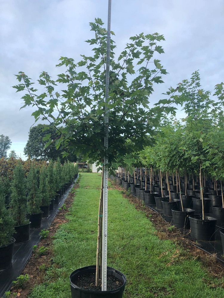 acer-x-freemanii-jeffersred-freeman-red-maple-autumn-blaze