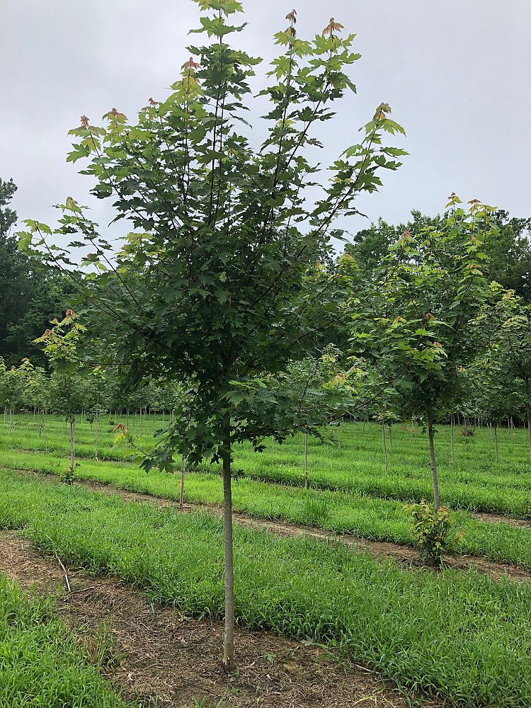 acer-x-freemanii-jeffersred-freeman-red-maple-autumn-blaze