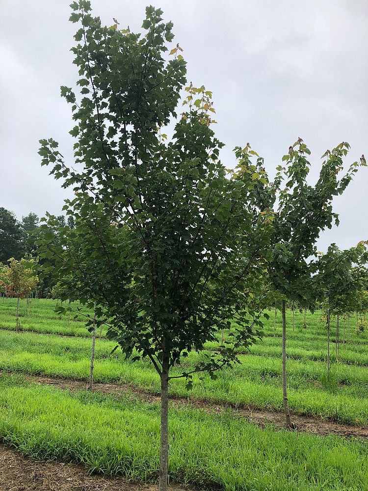 acer-x-freemanii-jeffersred-freeman-red-maple-autumn-blaze