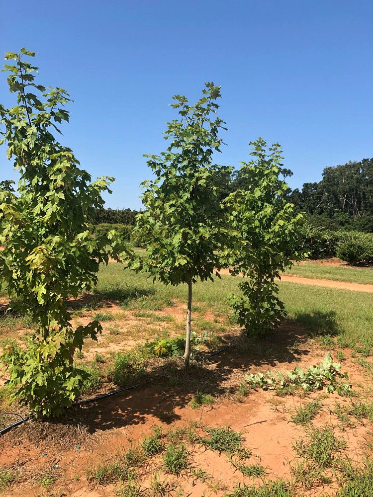 acer-x-freemanii-jeffersred-freeman-red-maple-autumn-blaze