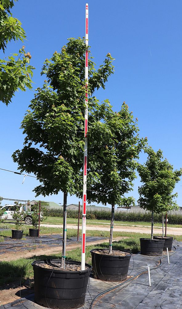 acer-x-freemanii-jeffersred-freeman-red-maple-autumn-blaze