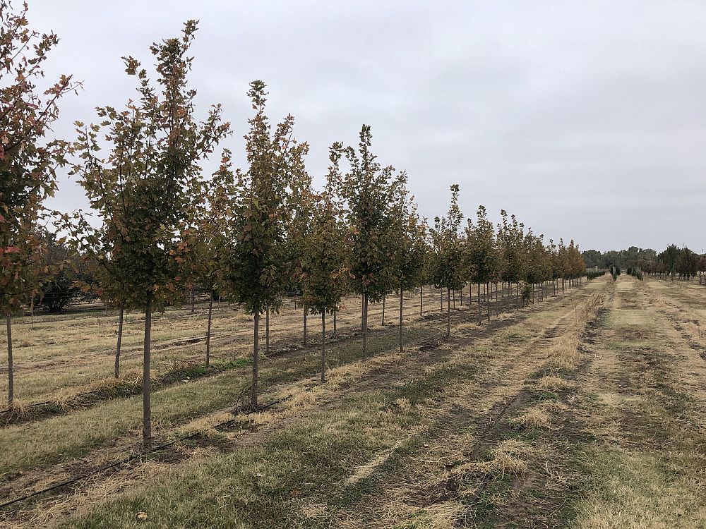 acer-x-freemanii-jeffersred-freeman-red-maple-autumn-blaze