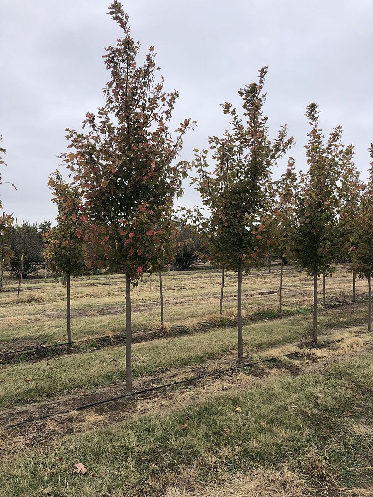 acer-x-freemanii-jeffersred-freeman-red-maple-autumn-blaze