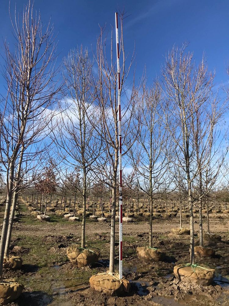 acer-x-freemanii-jeffersred-freeman-red-maple-autumn-blaze