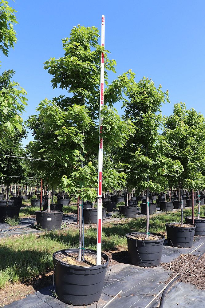 acer-x-freemanii-jeffersred-freeman-red-maple-autumn-blaze