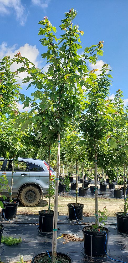 acer-x-freemanii-jeffersred-freeman-red-maple-autumn-blaze