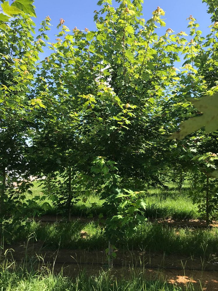 acer-x-freemanii-jeffersred-freeman-red-maple-autumn-blaze