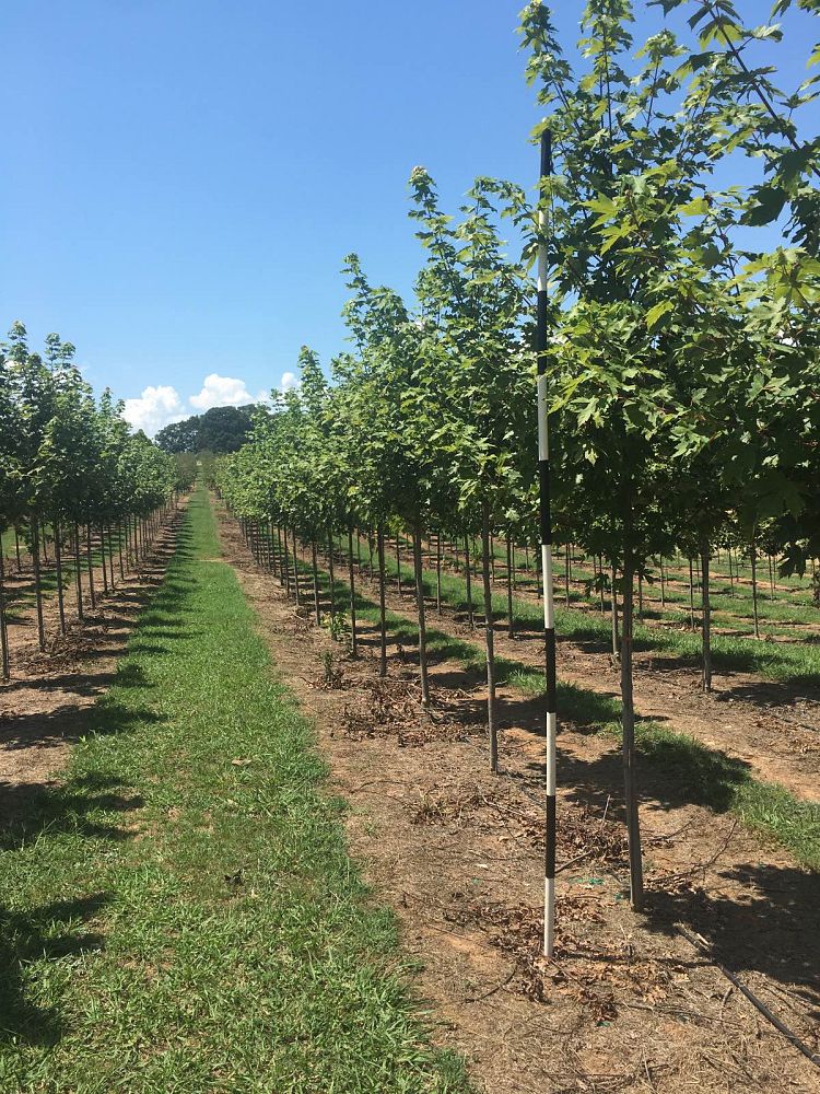 acer-x-freemanii-jeffersred-freeman-red-maple-autumn-blaze