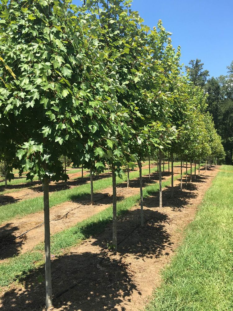 acer-x-freemanii-jeffersred-freeman-red-maple-autumn-blaze
