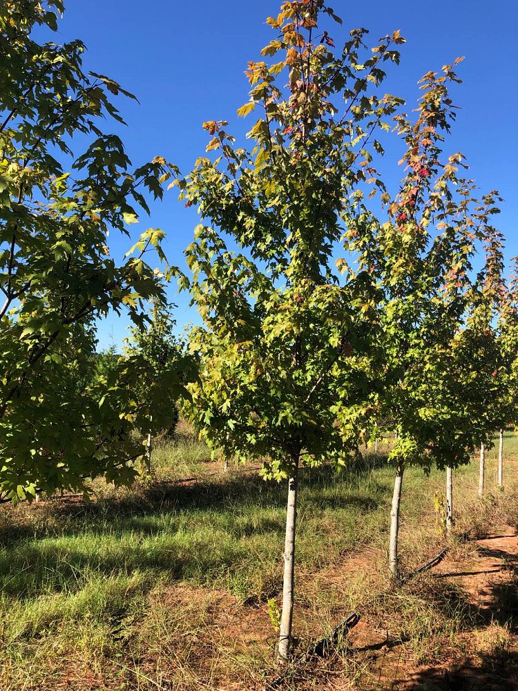 acer-x-freemanii-jeffersred-freeman-red-maple-autumn-blaze