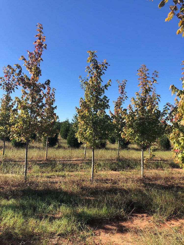 acer-x-freemanii-jeffersred-freeman-red-maple-autumn-blaze