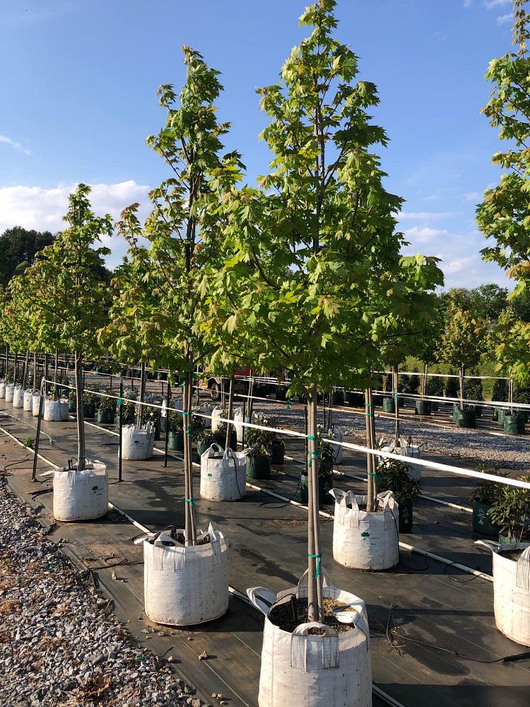 acer-x-freemanii-jeffersred-freeman-red-maple-autumn-blaze
