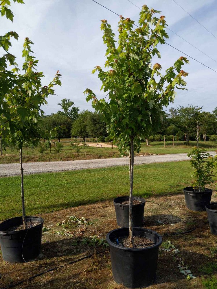 acer-x-freemanii-jeffersred-freeman-red-maple-autumn-blaze