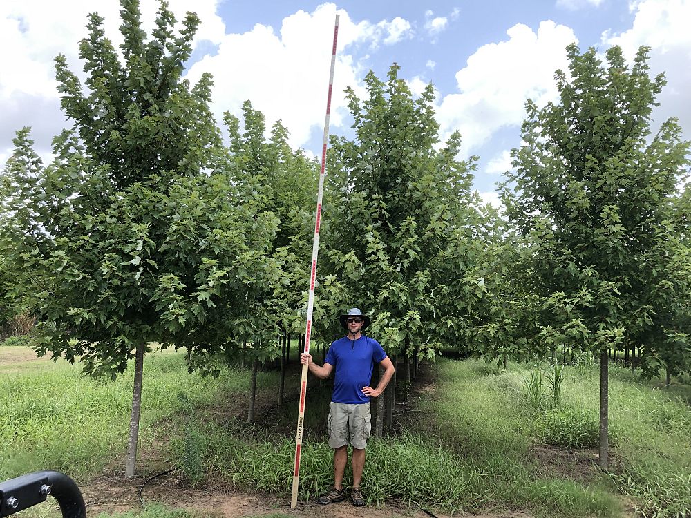 acer-x-freemanii-jeffersred-freeman-red-maple-autumn-blaze