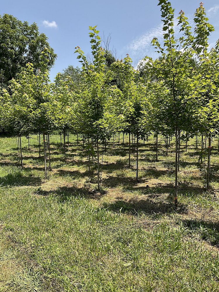 acer-x-freemanii-jeffersred-freeman-red-maple-autumn-blaze