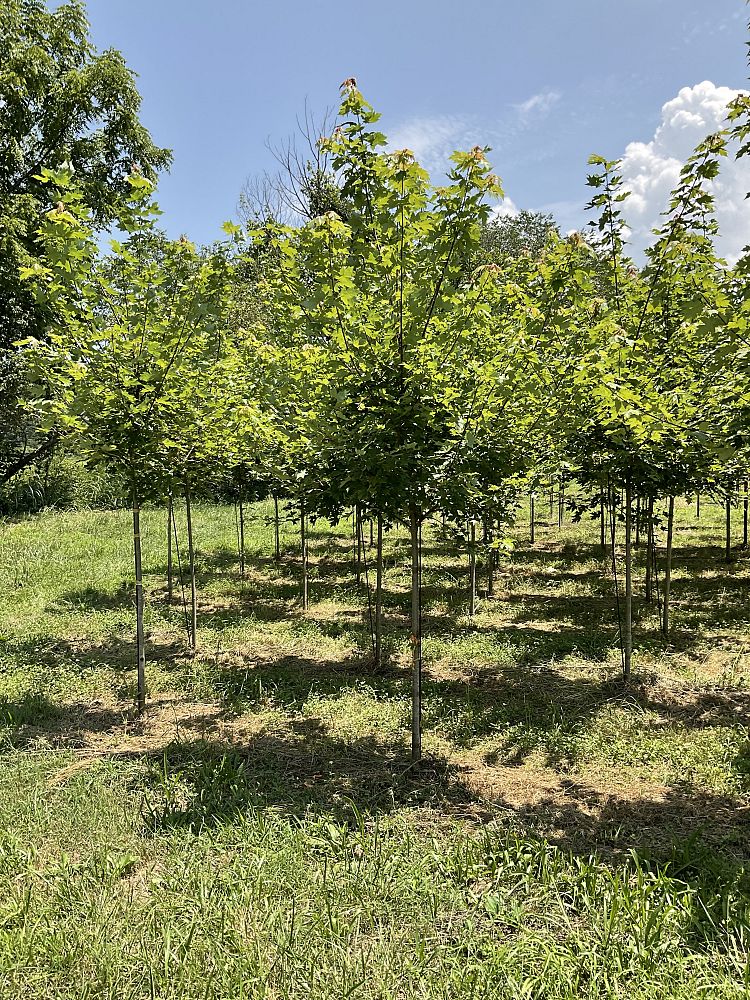 acer-x-freemanii-jeffersred-freeman-red-maple-autumn-blaze