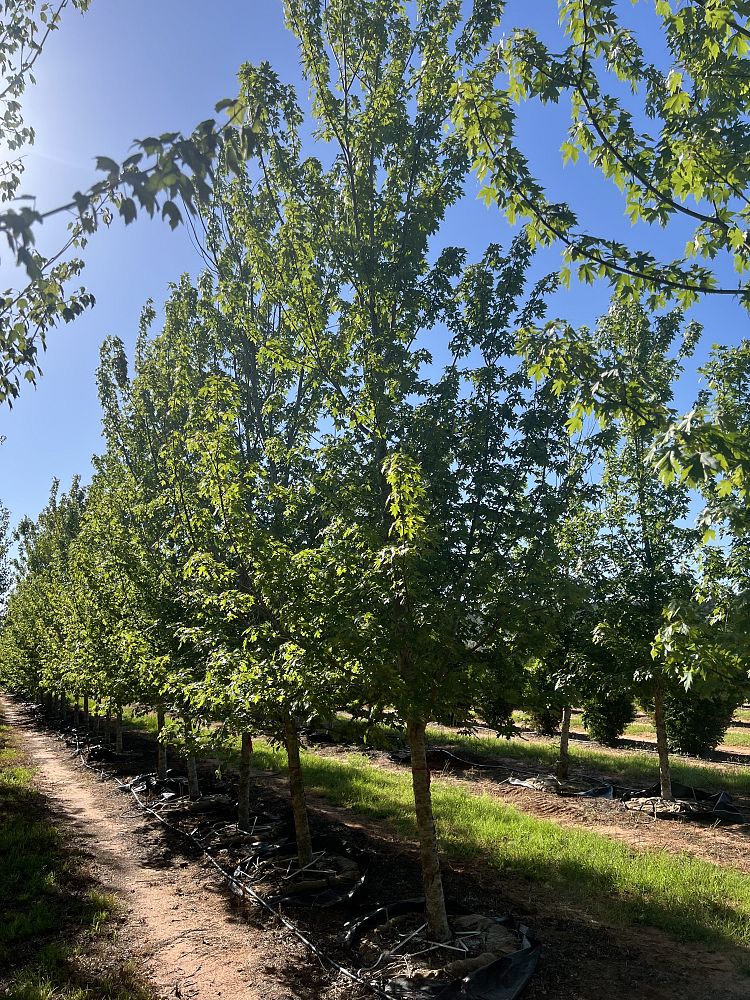 acer-x-freemanii-jeffersred-freeman-red-maple-autumn-blaze