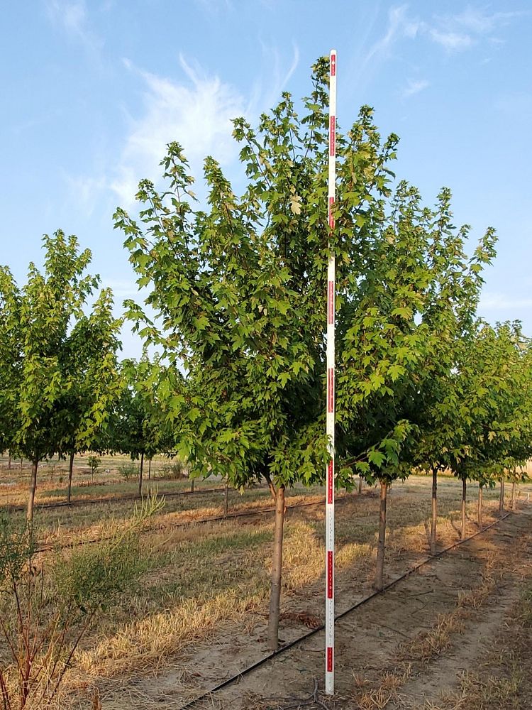 acer-x-freemanii-jeffersred-freeman-red-maple-autumn-blaze