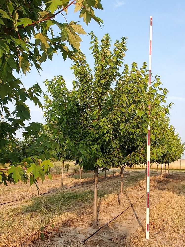 acer-x-freemanii-jeffersred-freeman-red-maple-autumn-blaze