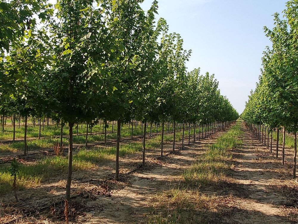 acer-x-freemanii-jeffersred-freeman-red-maple-autumn-blaze
