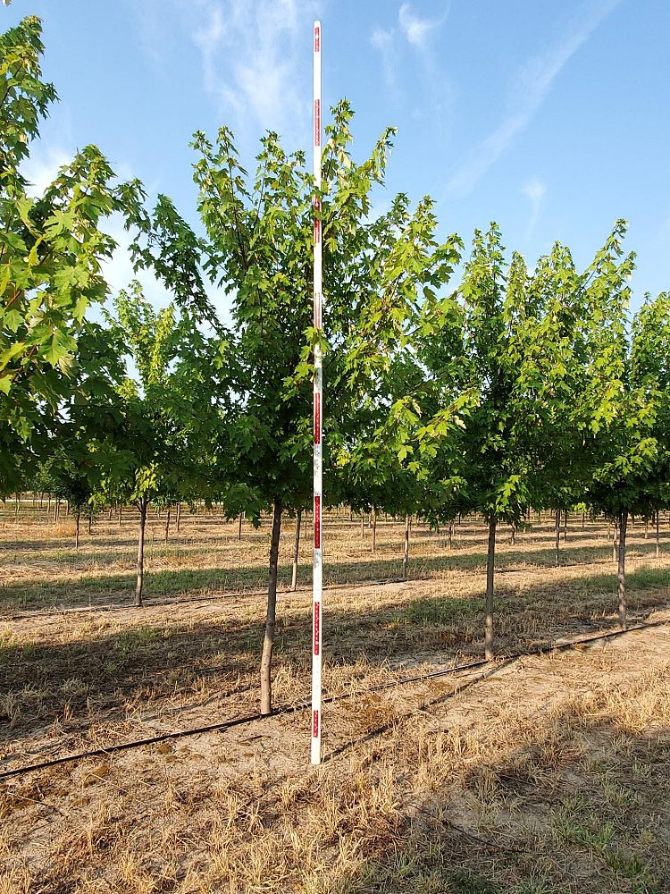 acer-x-freemanii-jeffersred-freeman-red-maple-autumn-blaze