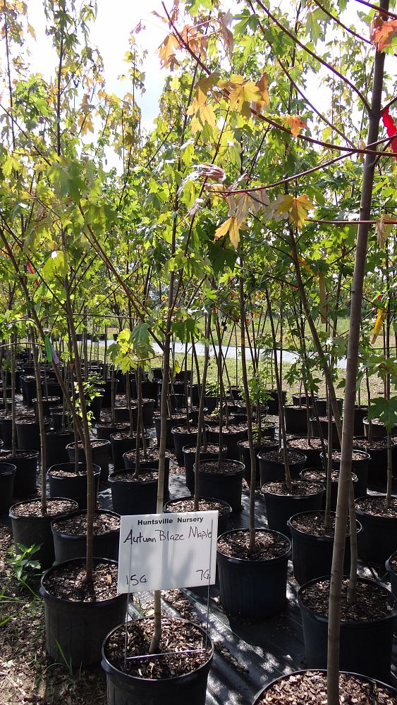 acer-x-freemanii-jeffersred-freeman-red-maple-autumn-blaze