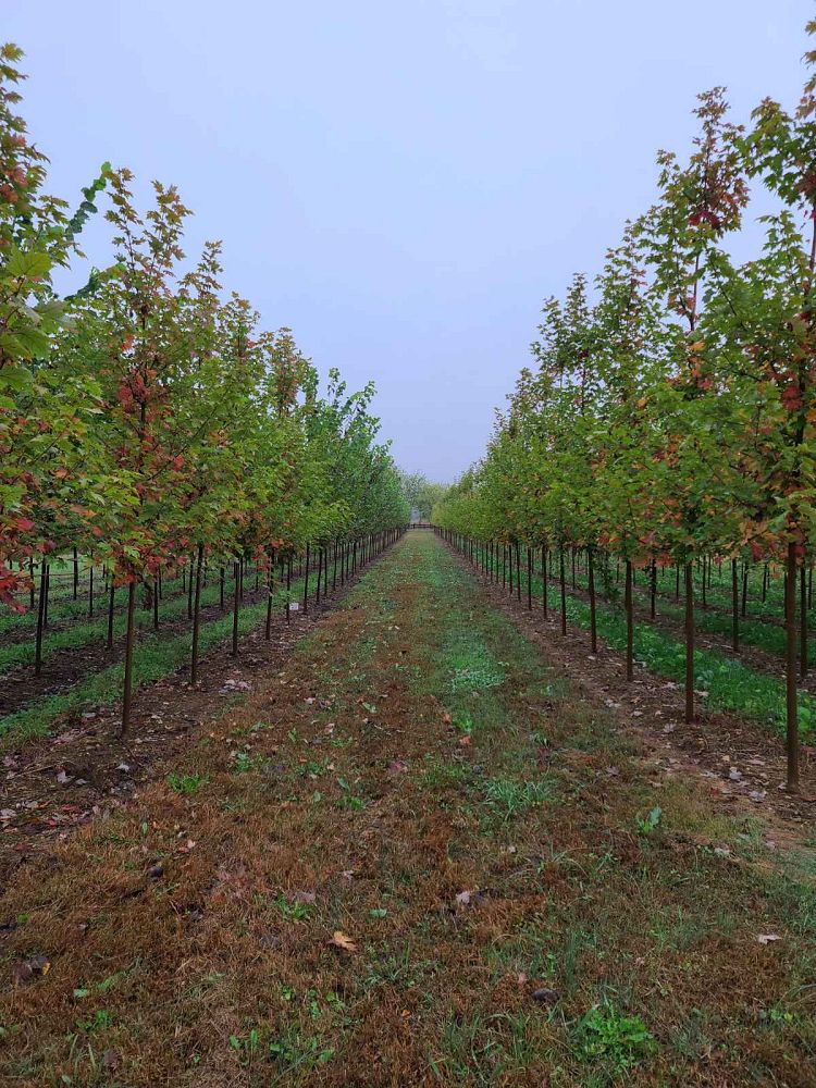 acer-x-freemanii-jeffersred-freeman-red-maple-autumn-blaze
