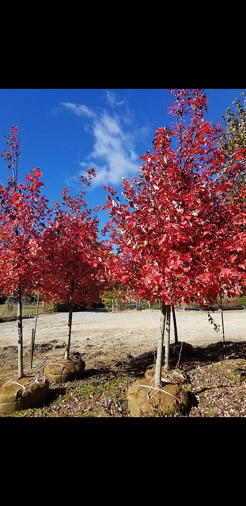 acer-x-freemanii-jeffersred-freeman-red-maple-autumn-blaze