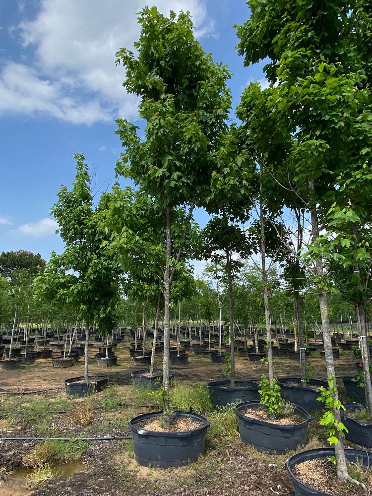 acer-x-freemanii-jeffersred-freeman-red-maple-autumn-blaze