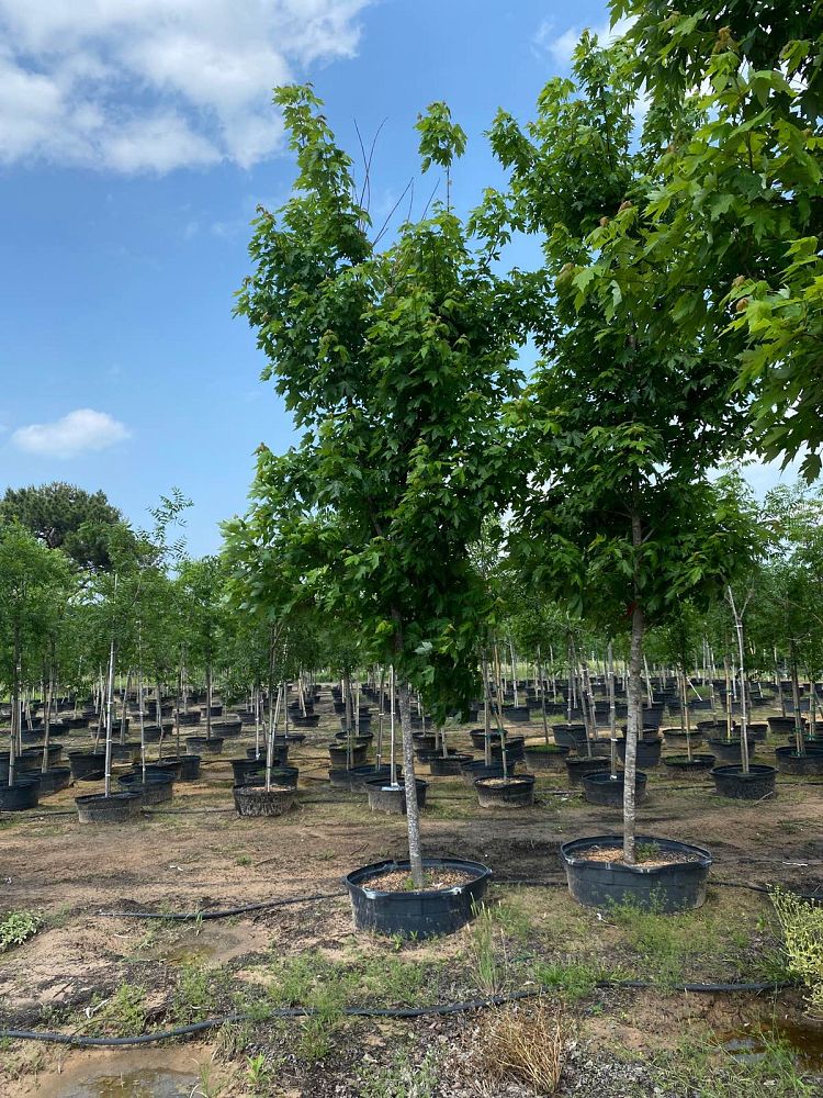 acer-x-freemanii-jeffersred-freeman-red-maple-autumn-blaze
