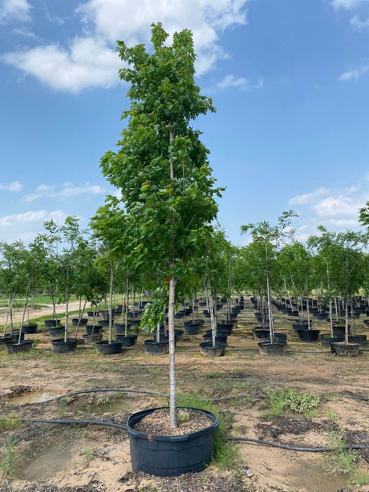 acer-x-freemanii-jeffersred-freeman-red-maple-autumn-blaze