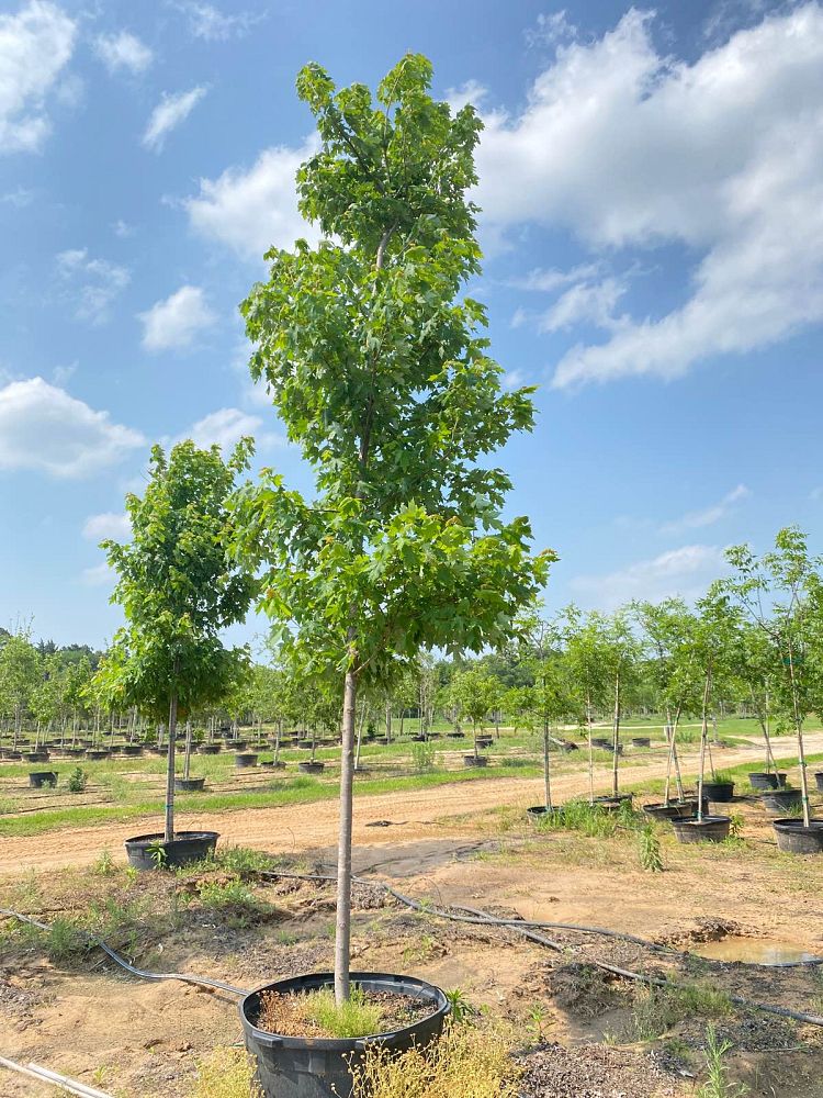 acer-x-freemanii-jeffersred-freeman-red-maple-autumn-blaze