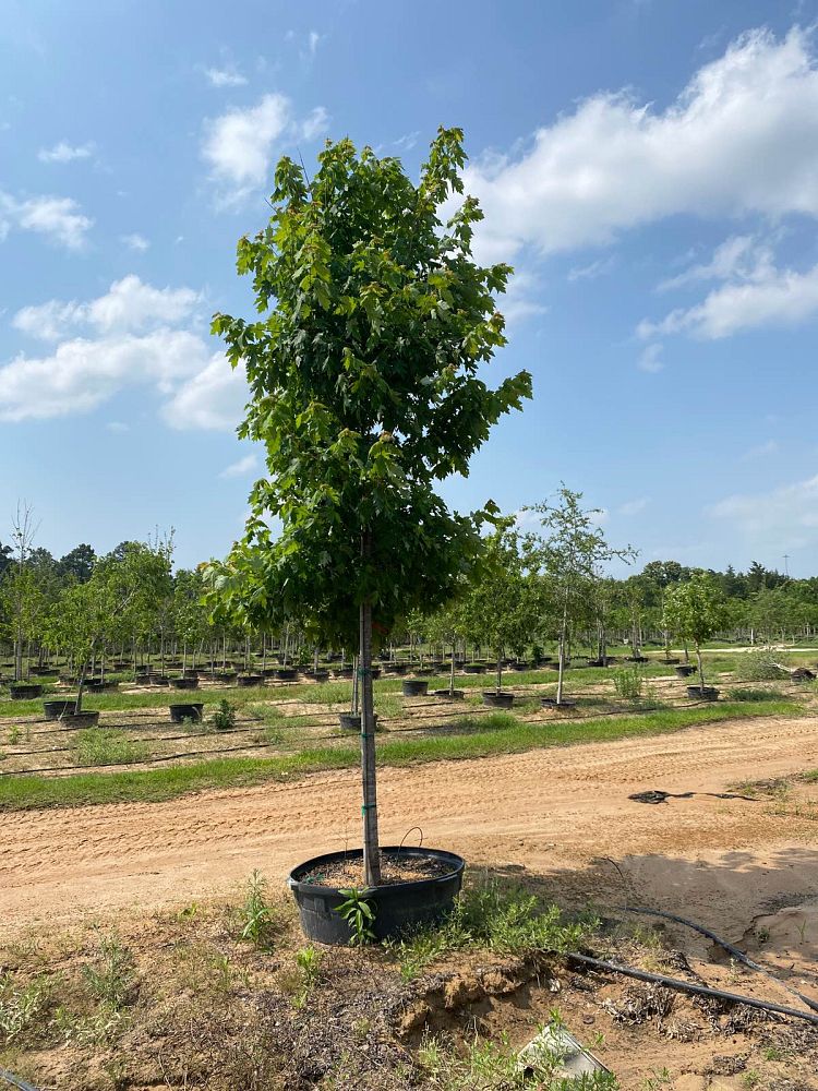 acer-x-freemanii-jeffersred-freeman-red-maple-autumn-blaze
